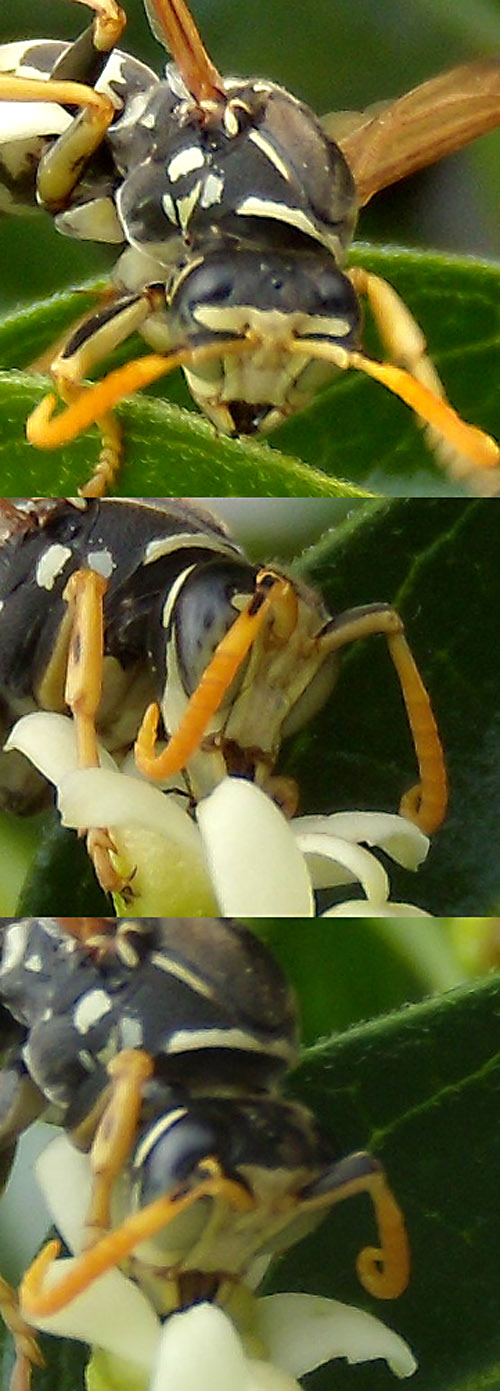 maschio di Polistes gallicus giallo paglierino